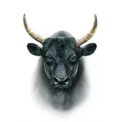@sirnatethebull
